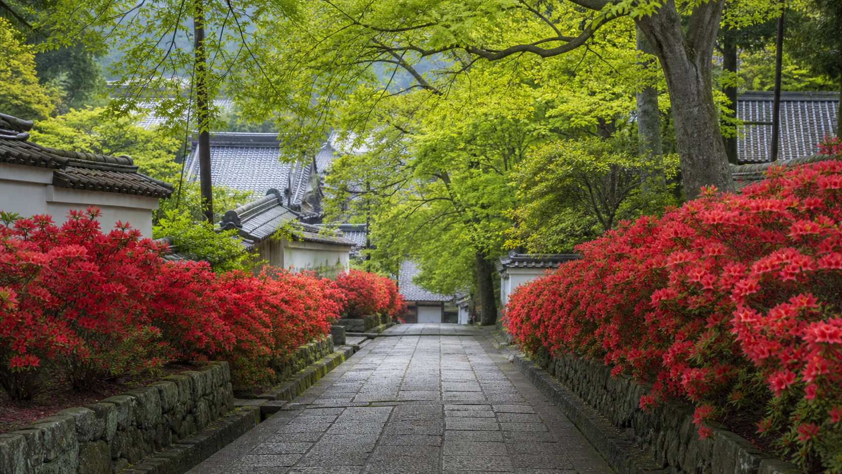 石山寺の参道を赤く彩るキリシマツツジの見頃風景