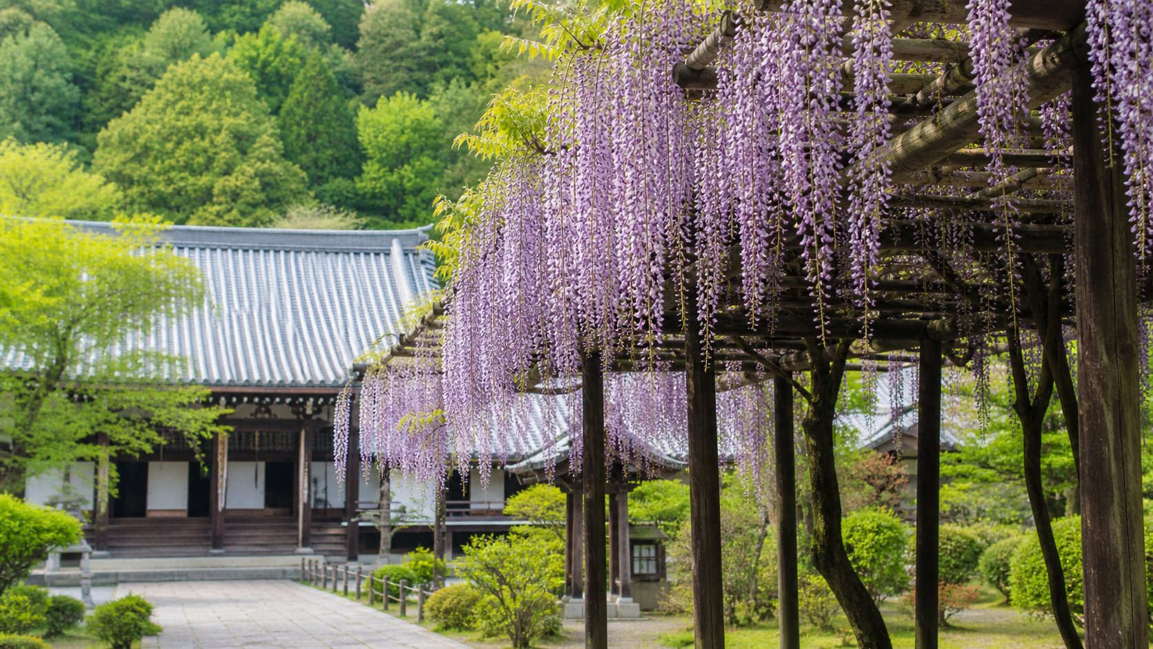 正法寺の藤の見頃に咲く紫色の藤棚
