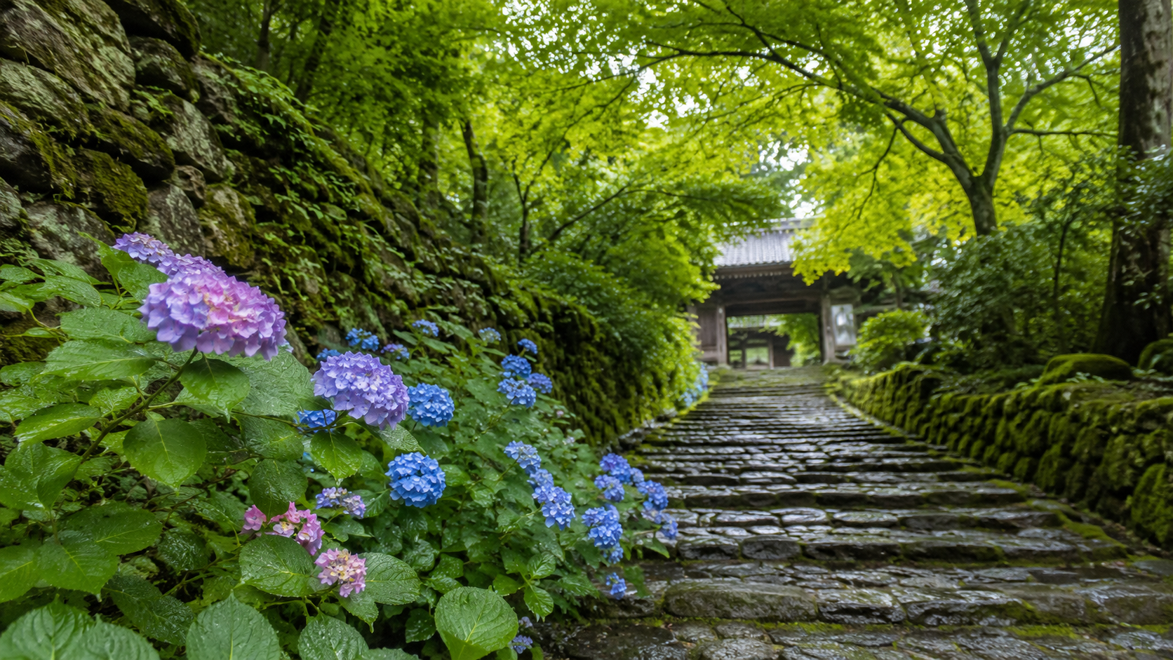 百済寺のあじさいの見頃を紹介する初夏の古刹風景